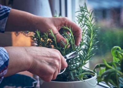 6 گیاه دارویی با پرورش ساده برای باغبان های مبتدی