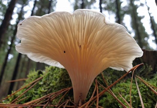 فیلم ، تصاویر خیره کننده از قارچ شبح؛ زیبایی وصف ناپذیر شبانه این گیاه را ببینید