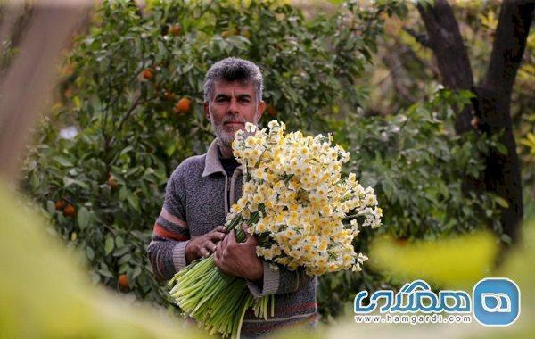 جشنواره گل نرگس در خفر فارس برگزار می گردد